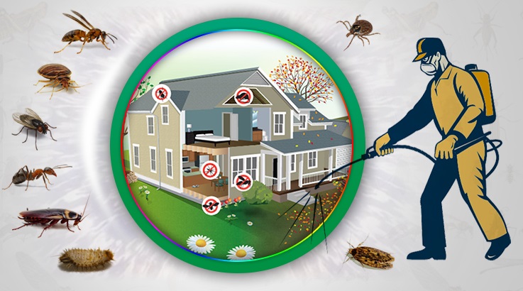 Gölova Böcek İlaçlama