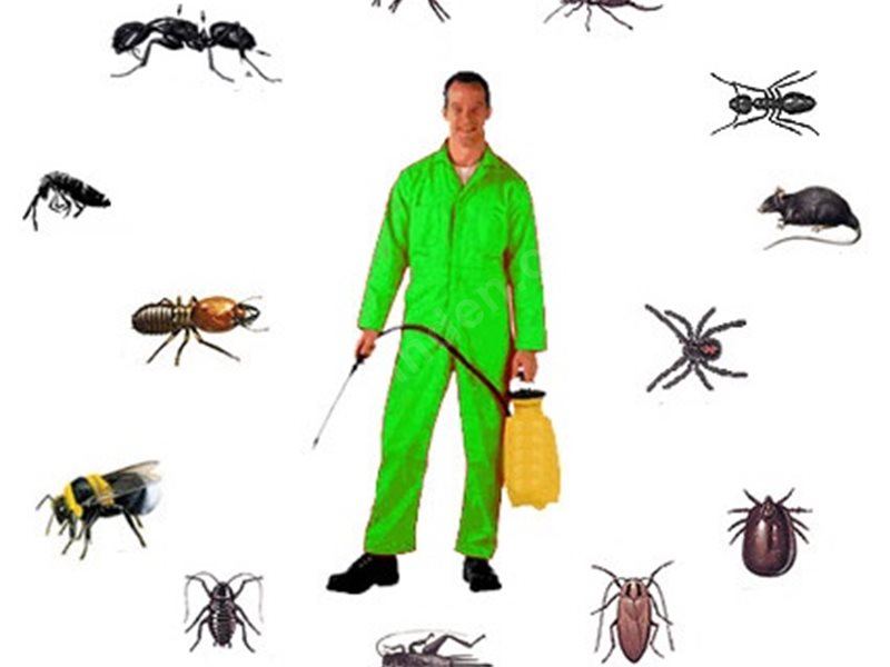 Gölova Böcek İlaçlama